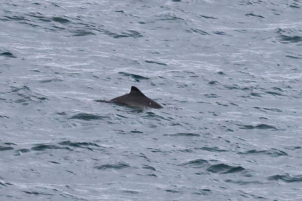 Harbour porpoise